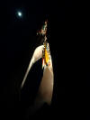 3 photo pierre bouvier